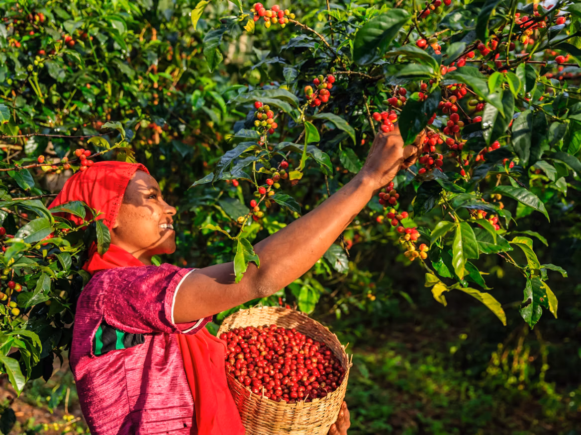 Farming's Next Frontier: A Case Study of Simple Data Tools Transforming Operations